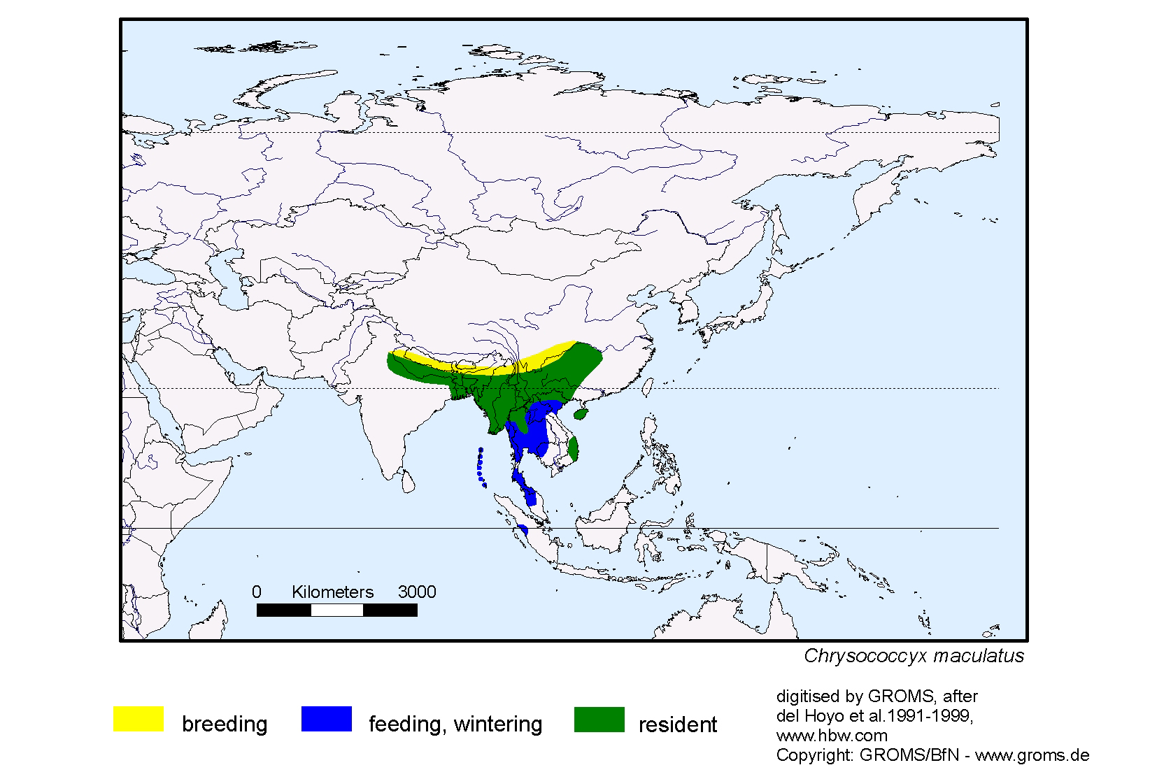Myiodynastes maculatus