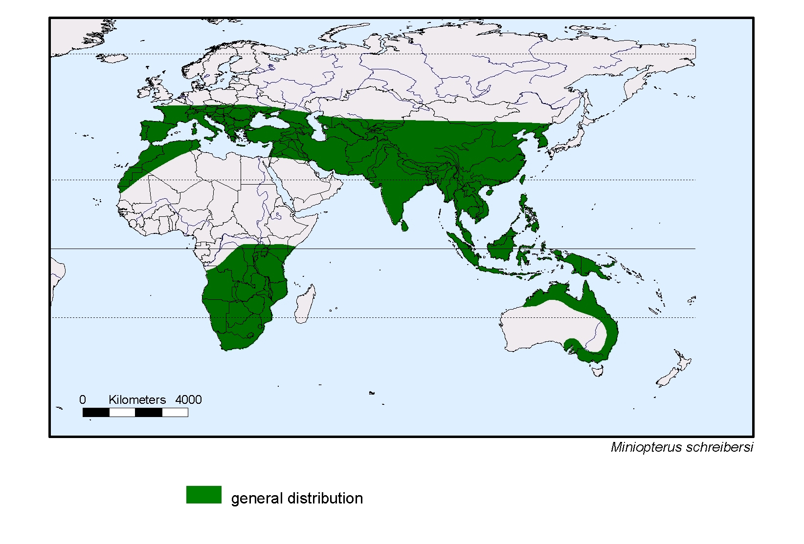 Miniopterus schreibersi