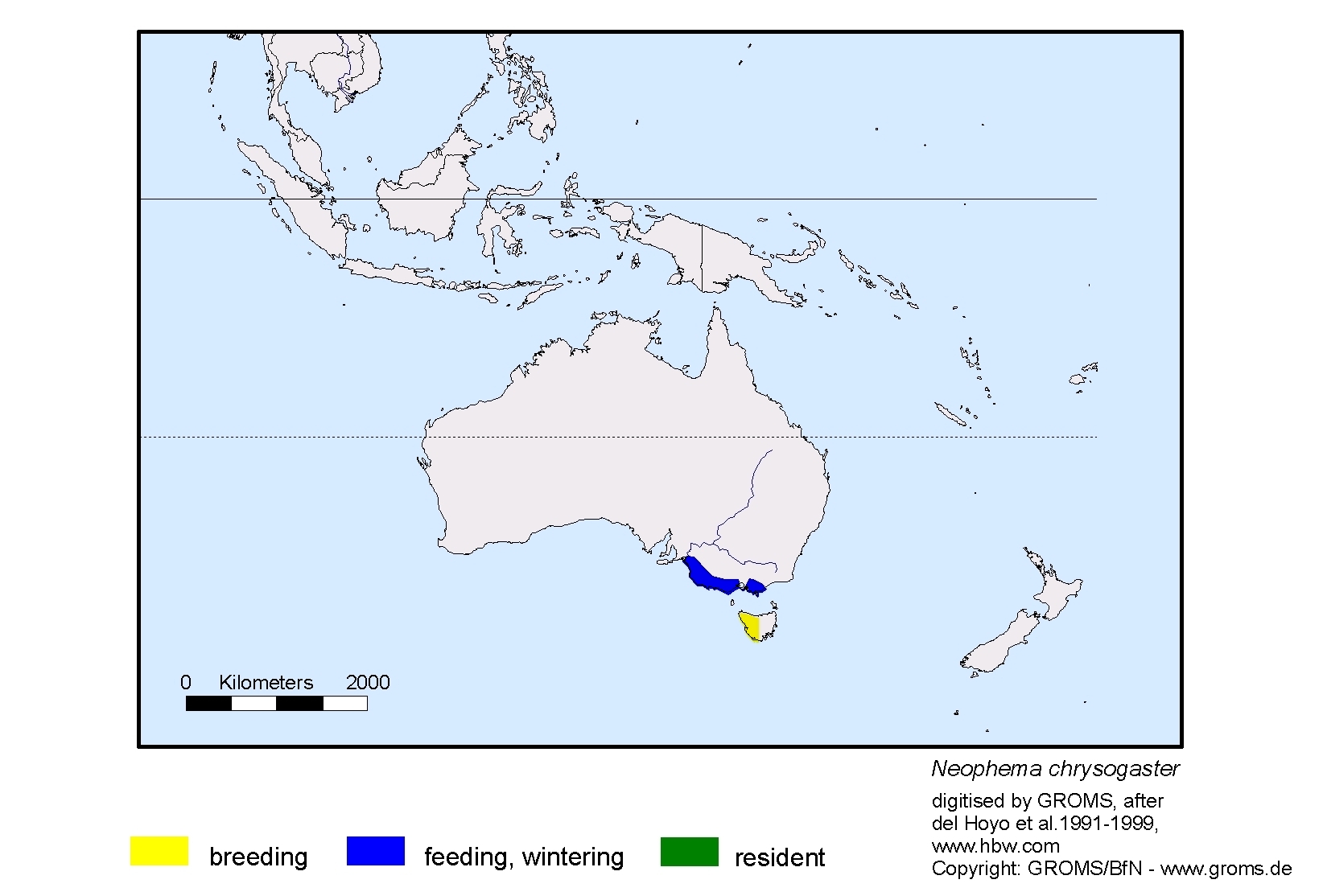Neophema chrysogaster