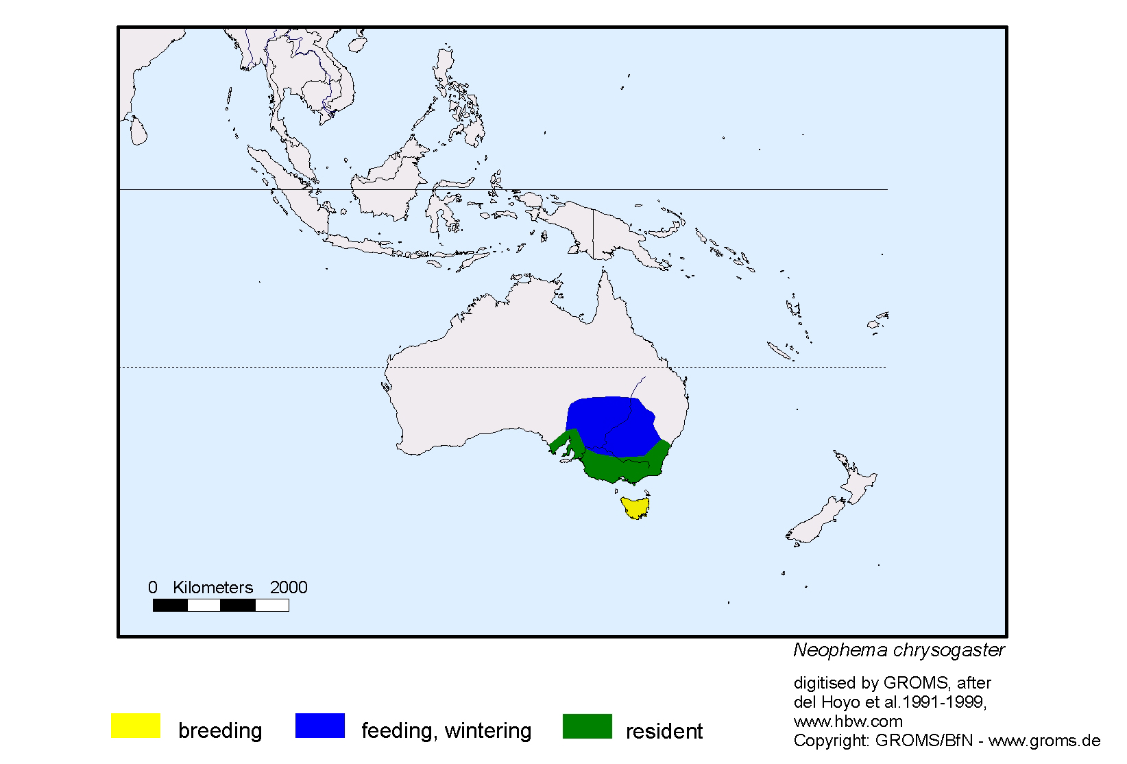 Neophema chrysostoma