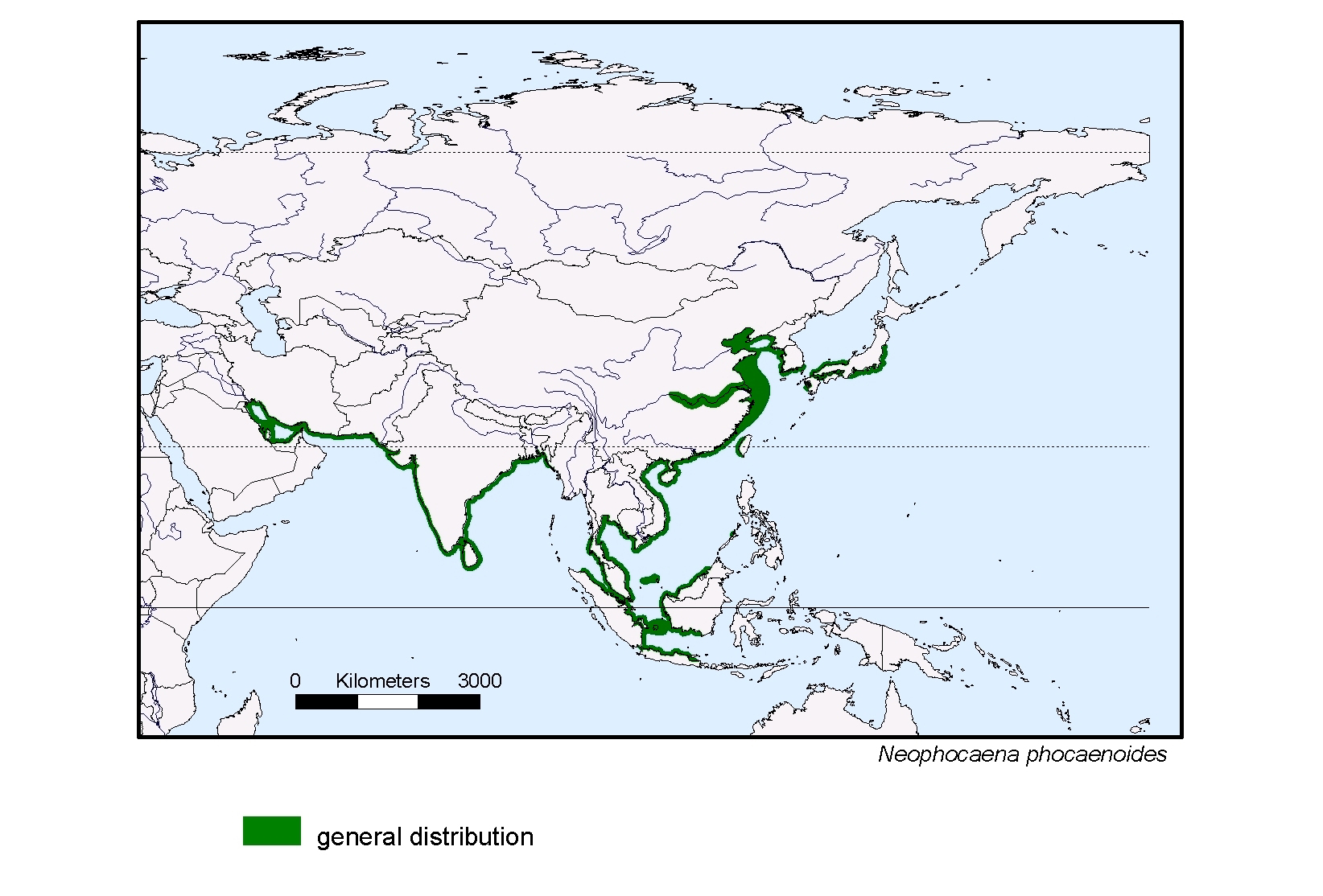 Neophocaena phocaenoides