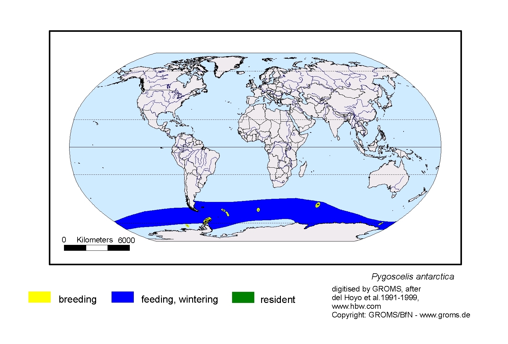 Pygoscelis antarctica