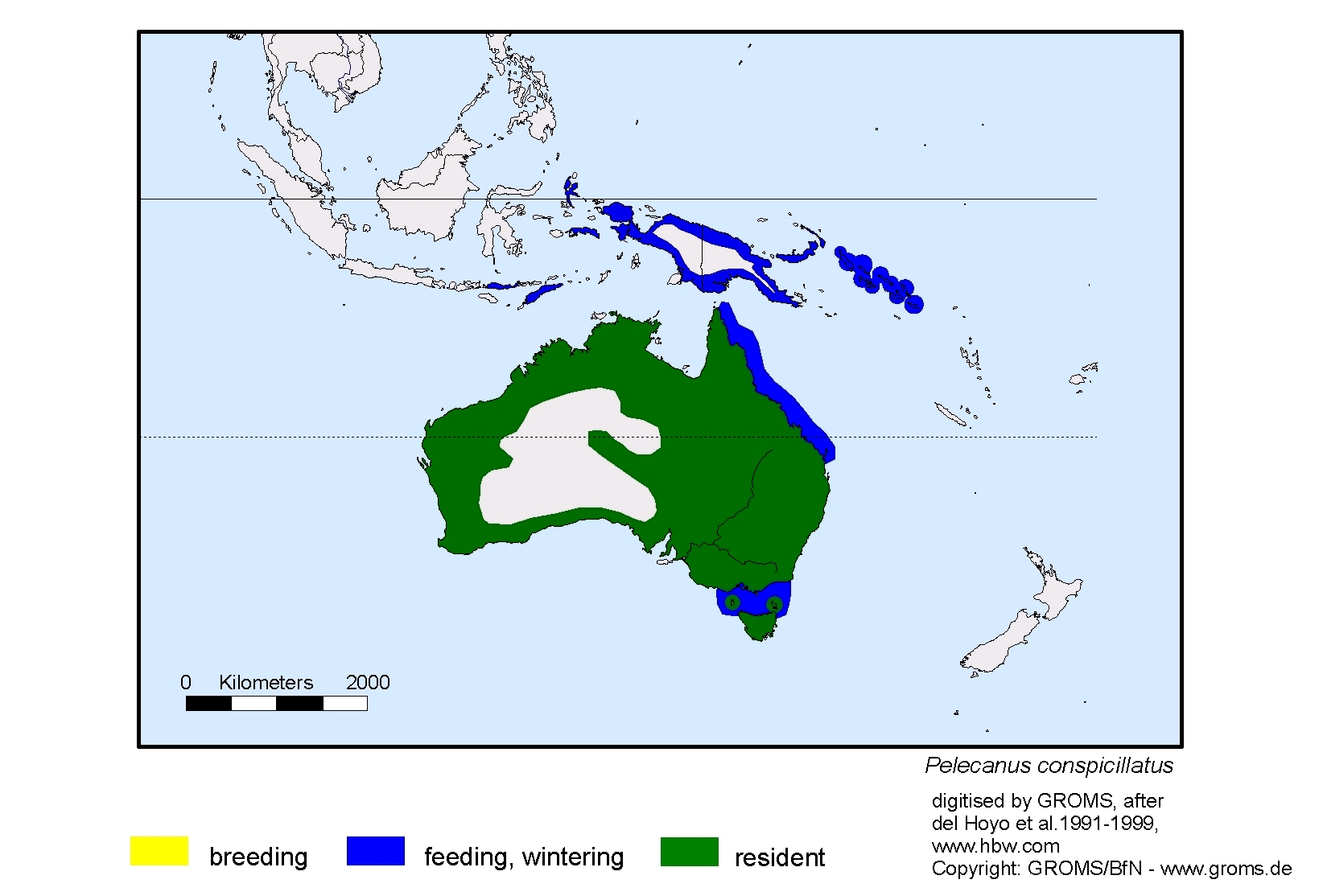 Pelecanus conspicillatus