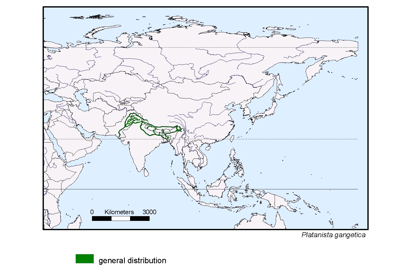 Platanista gangetica