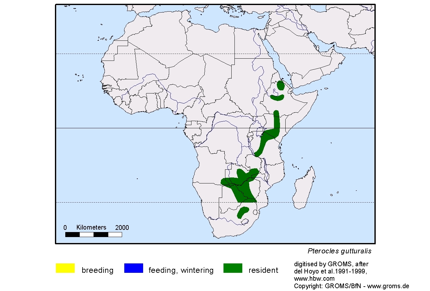 Pterocles gutturalis