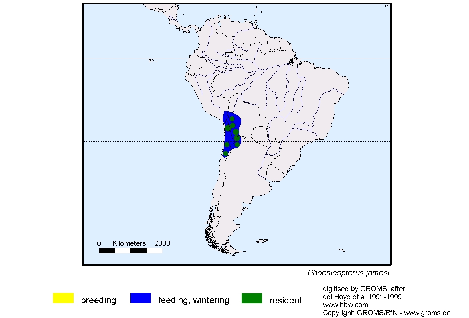 Phoenicopterus jamesi