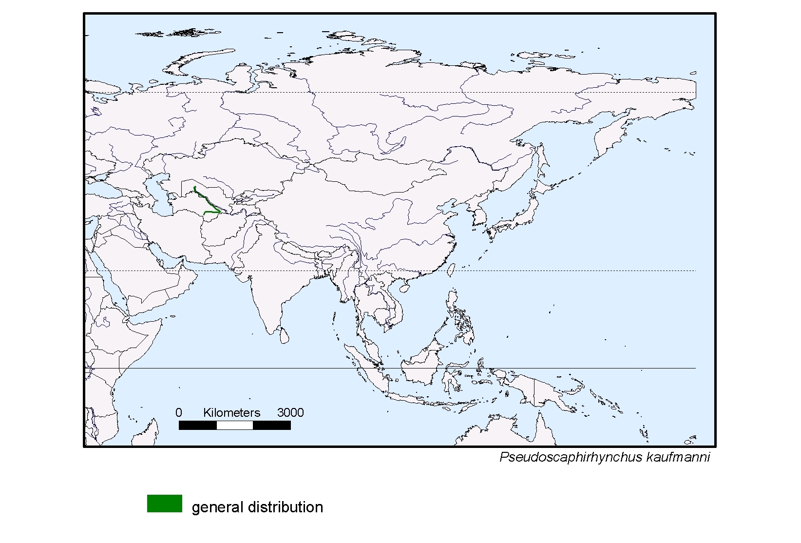 Pseudoscaphirhynchus kaufmanni