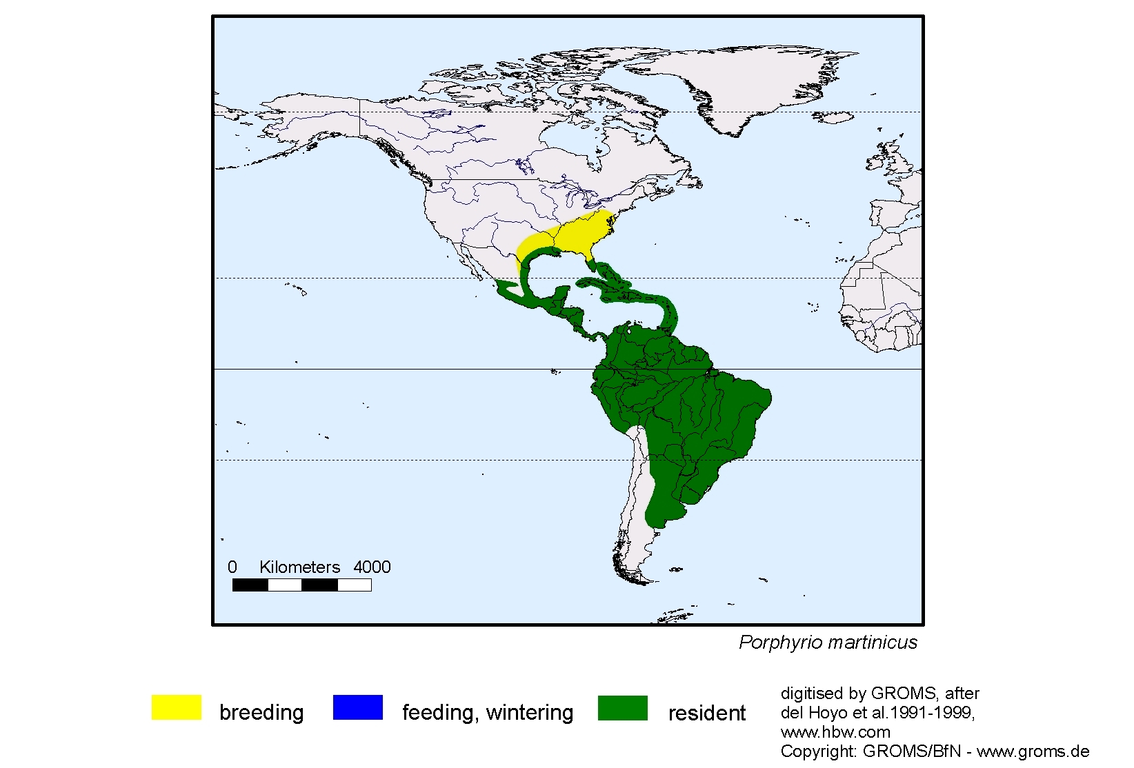 Porphyrio martinicus