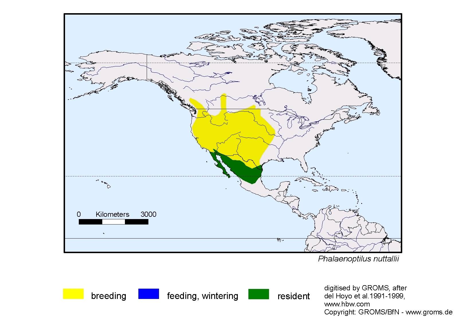 Phalaenoptilus nuttallii