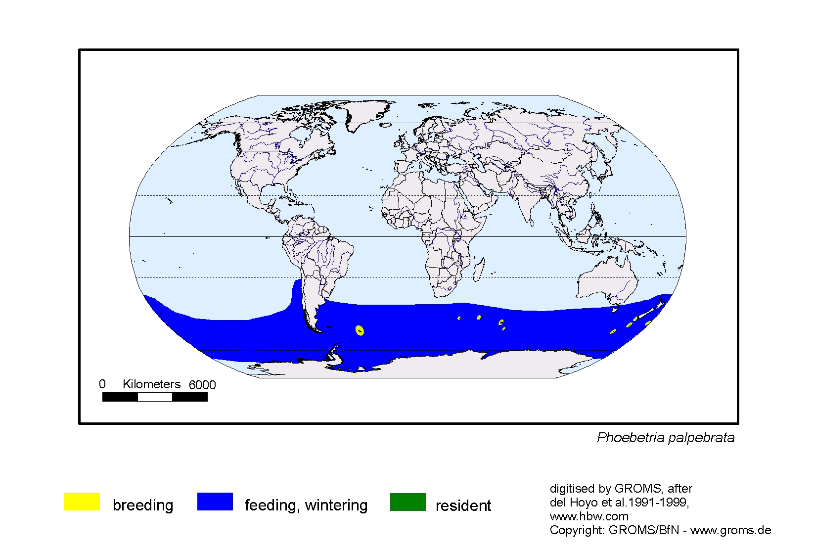 Phoebetria palpebrata