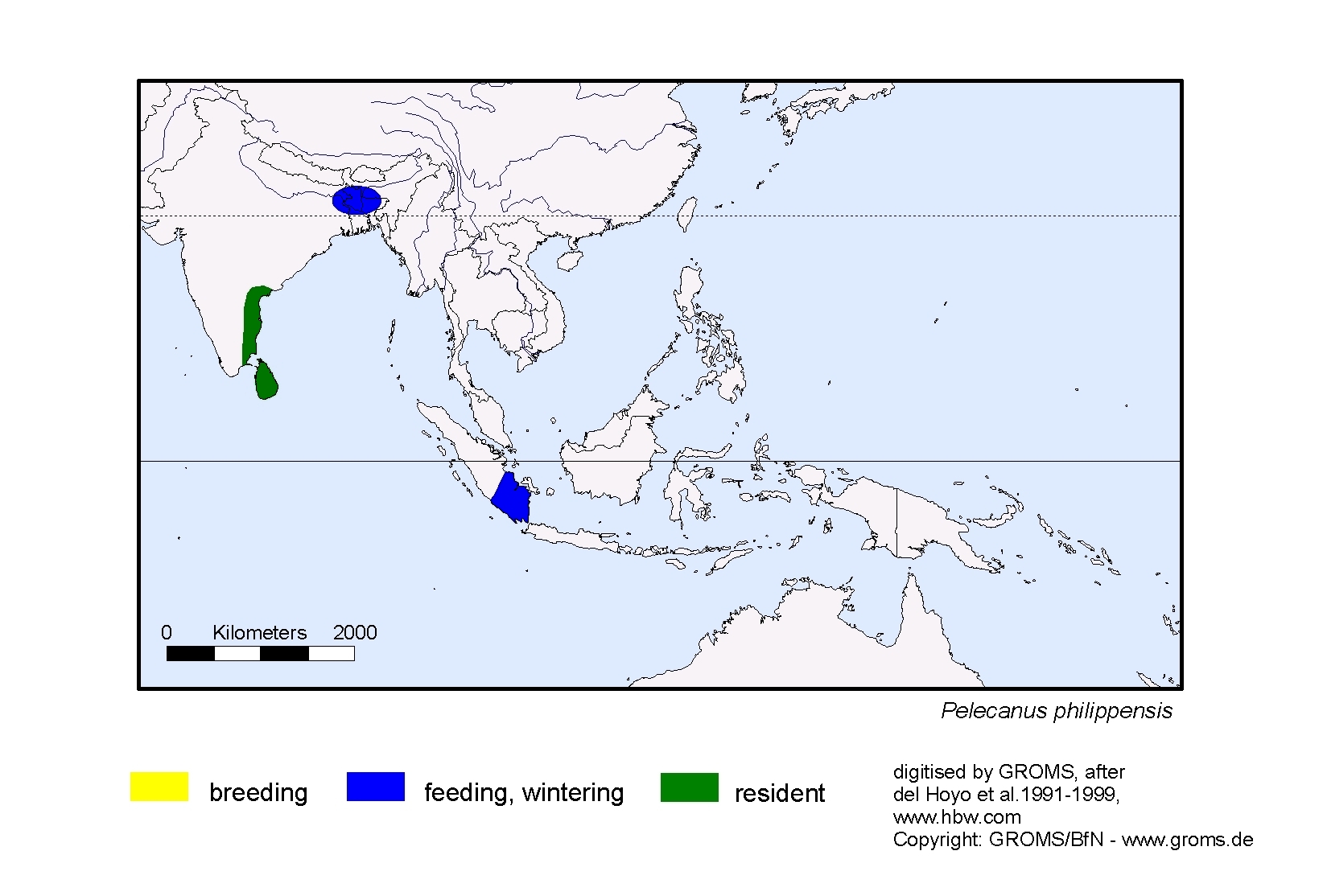 Pelecanus philippensis