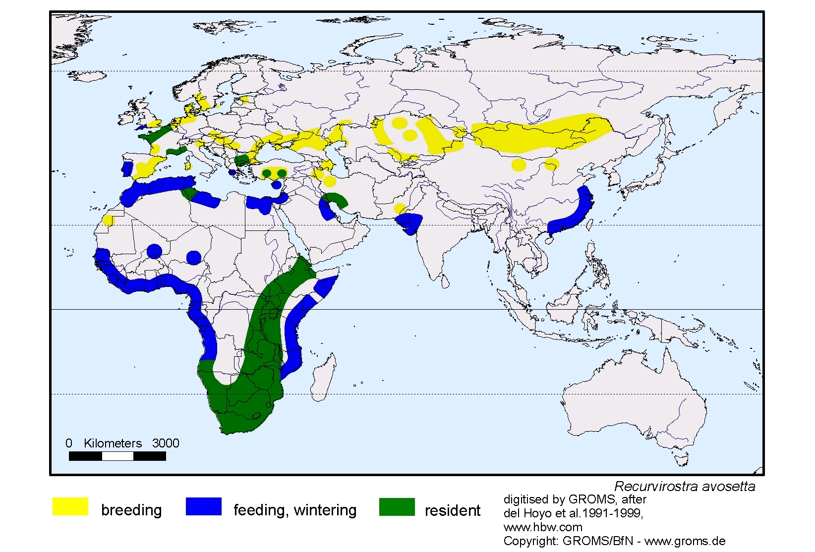 Recurvirostra avosetta
