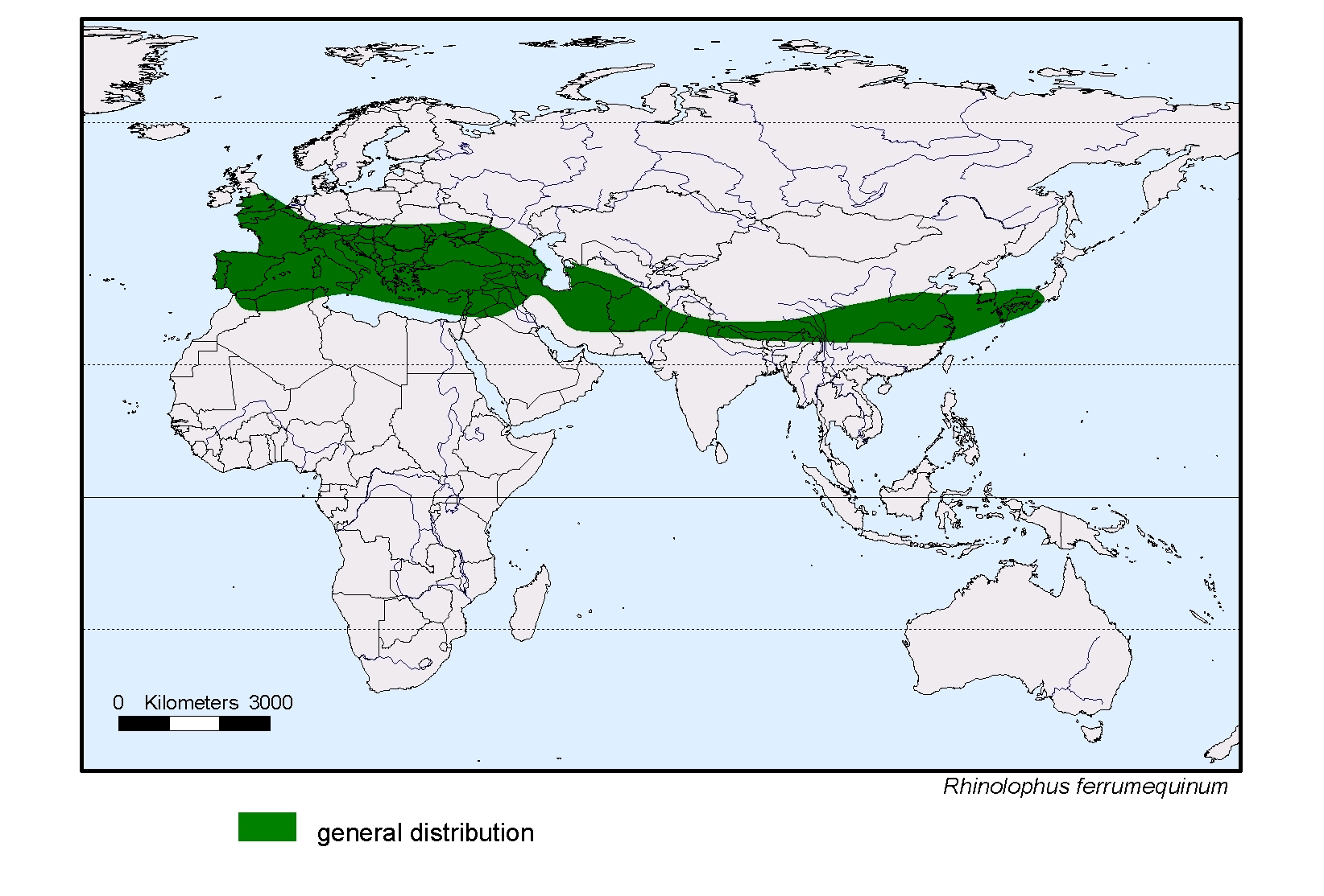 Rhinolophus ferrumequinum