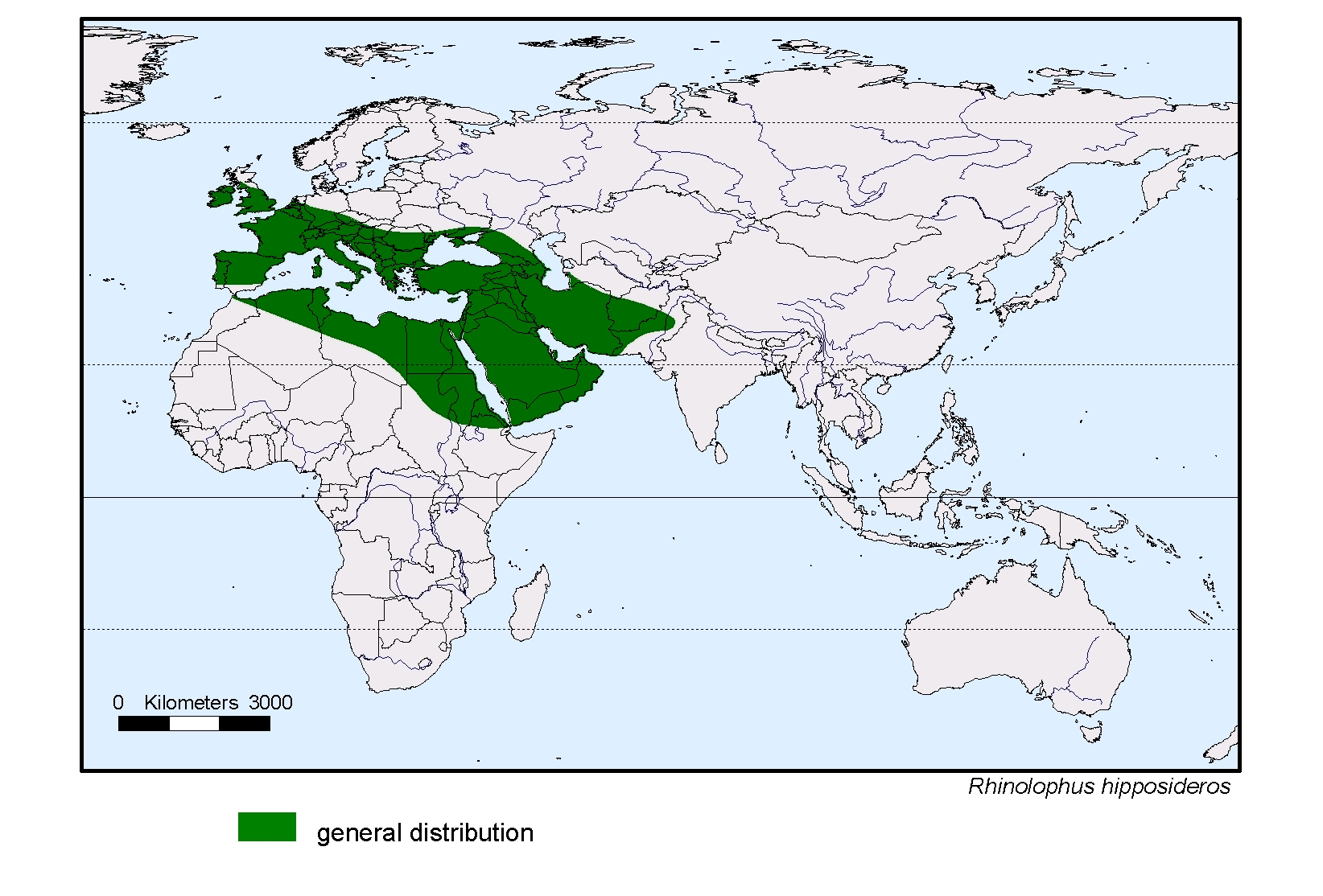 Rhinolophus hipposideros