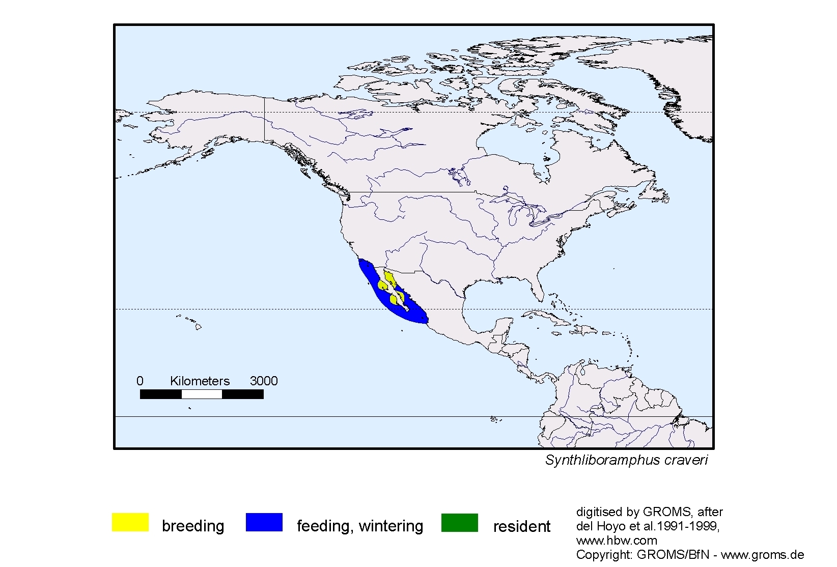 Synthliboramphus craveri