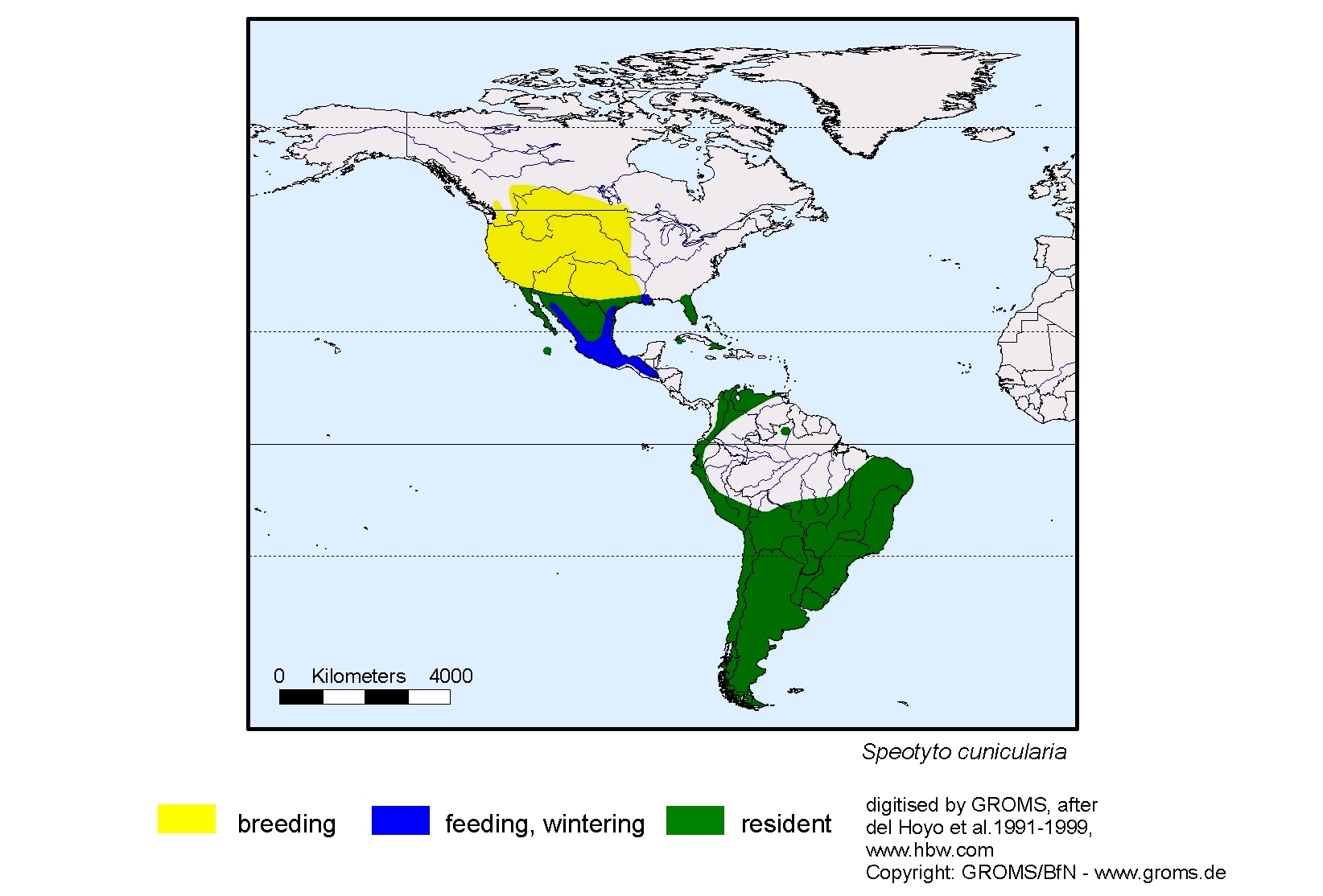 Speotyto cunicularia