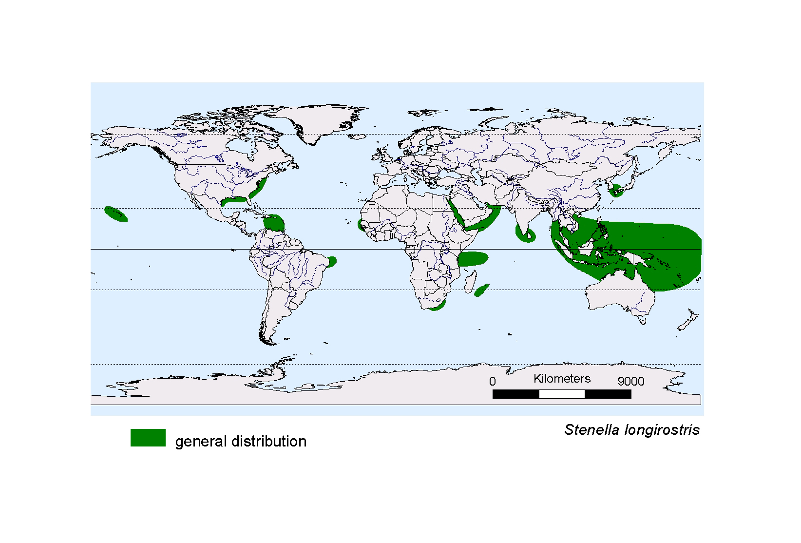 Stenella longirostris