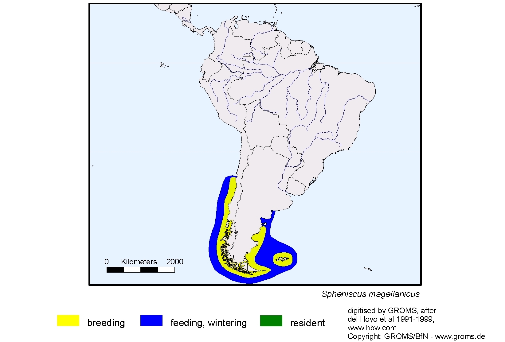 Spheniscus magellanicus