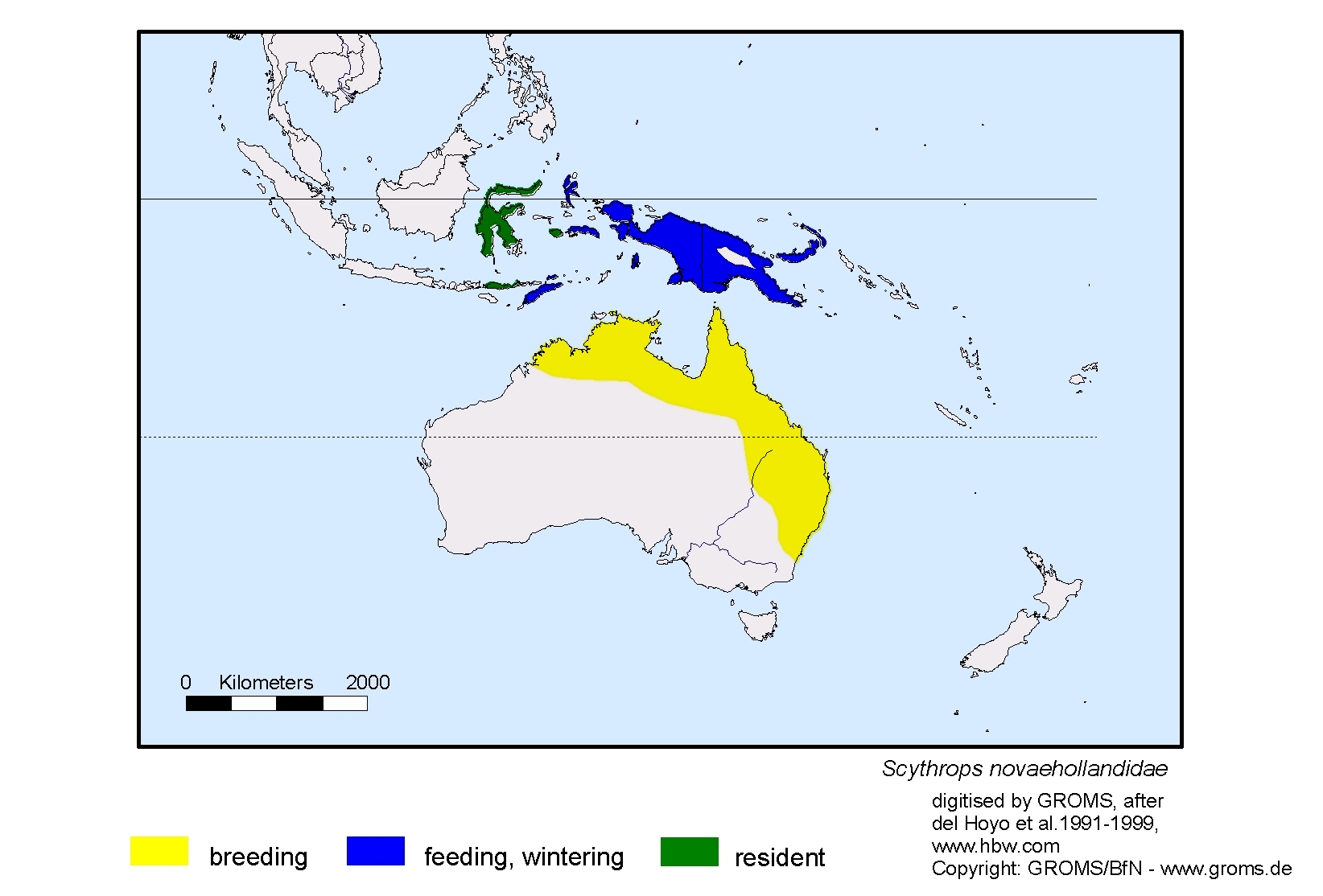 Scythrops novaehollandiae