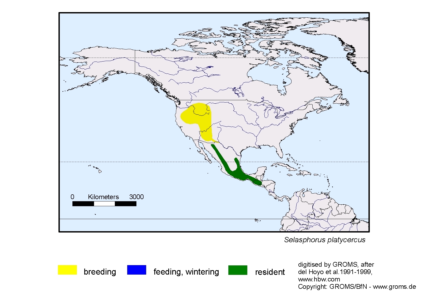Selasphorus platycercus