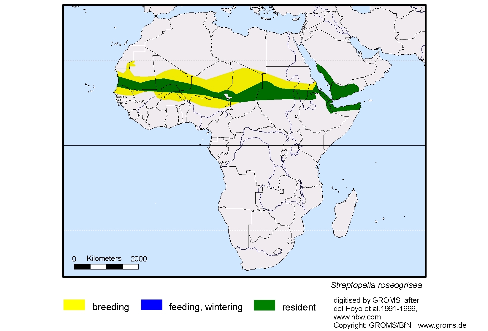 Streptopelia roseogrisea