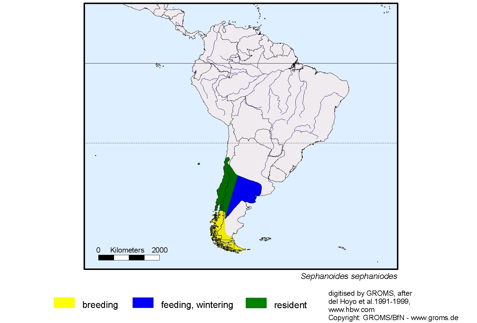 Sephanoides sephaniodes