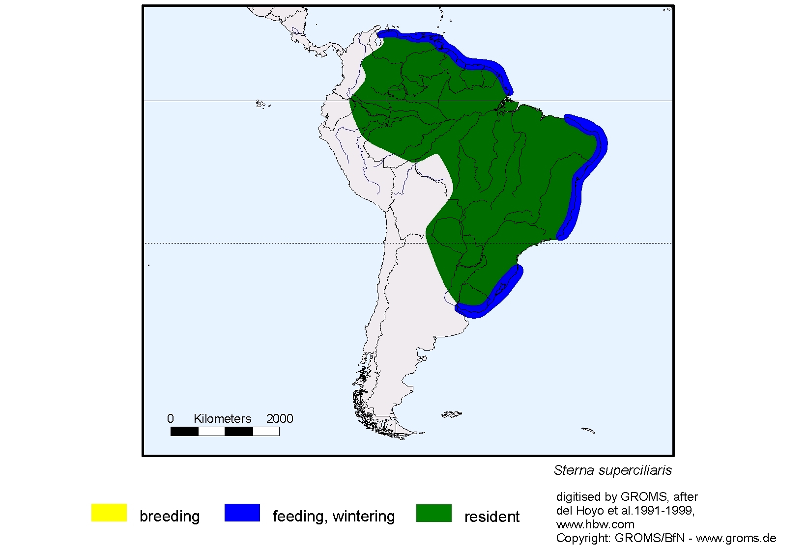 Sterna superciliaris