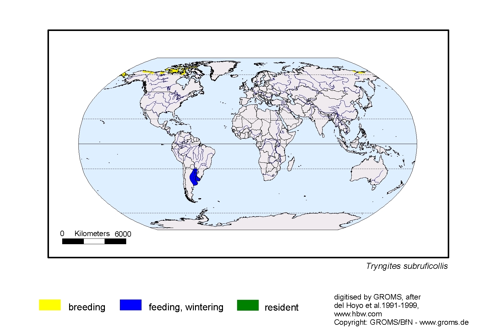 Tryngites subruficollis