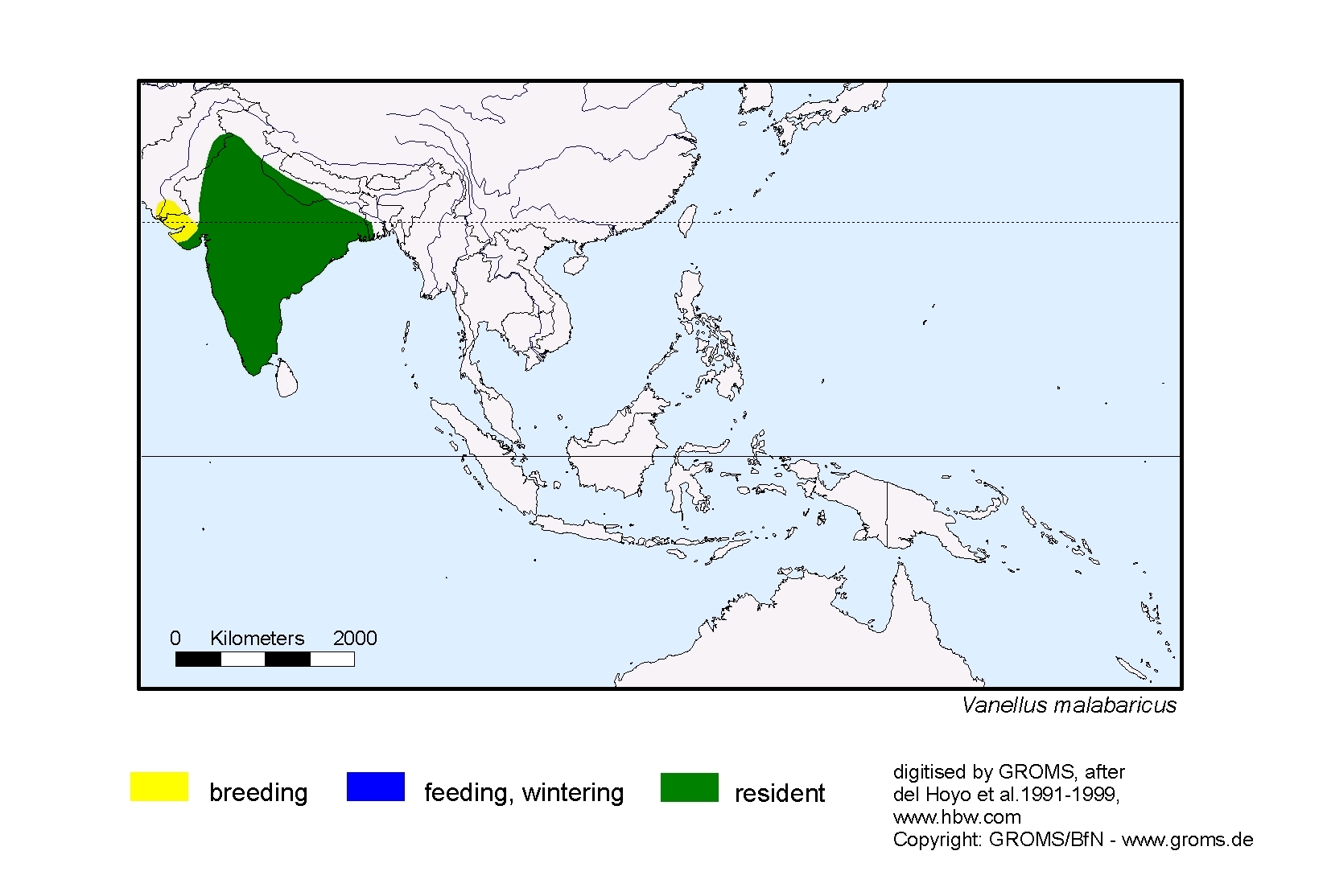 Vanellus malabaricus