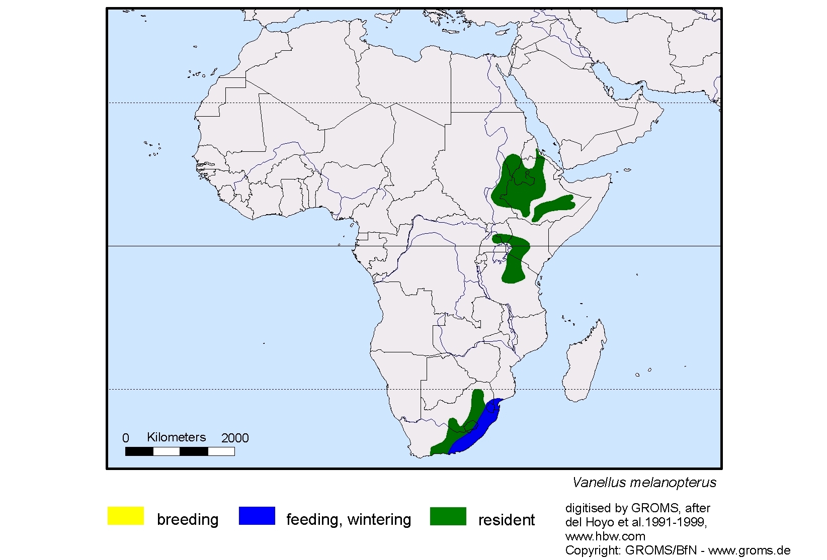 Vanellus melanopterus