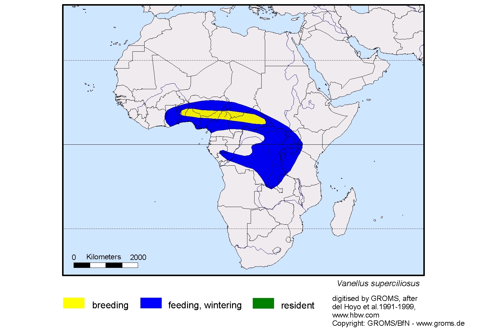 Vanellus superciliosus