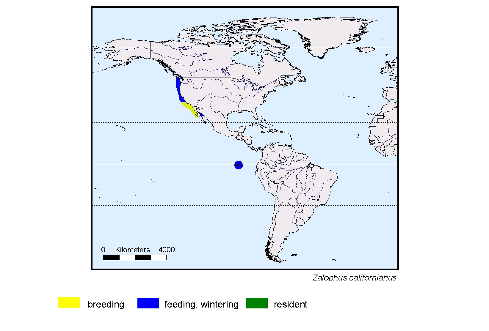 Zalophus californianus