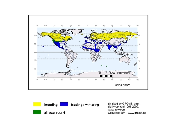 Verbreitungskarte von Anas acuta