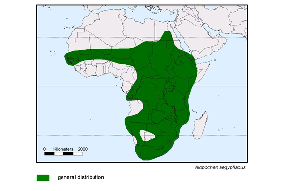Verbreitungskarte von Alopochen aegyptiacus