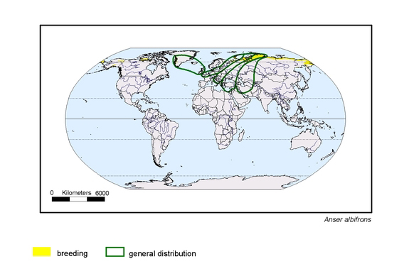 Verbreitungskarte von Anser albifrons