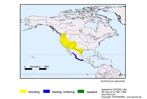 Verbreitungskarte von Archilochus alexandri