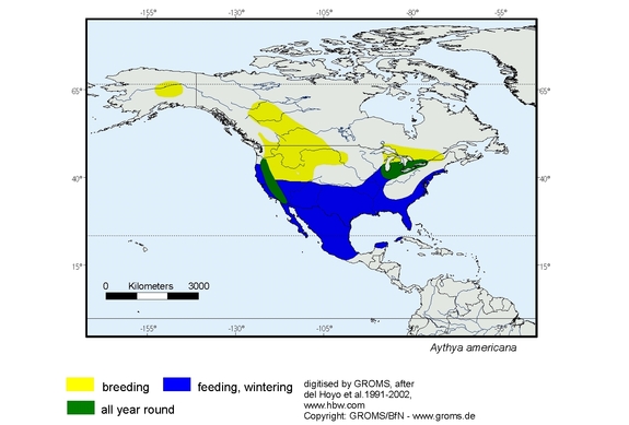 Verbreitungskarte von Aythya americana