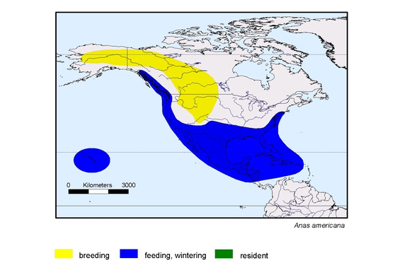 Verbreitungskarte von Anas americana