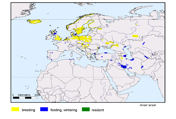 Verbreitungskarte von Anser anser