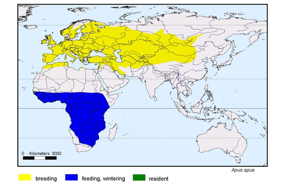 Verbreitungskarte von Apus apus