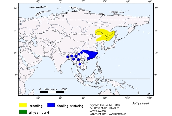 Verbreitungskarte von Aythya baeri
