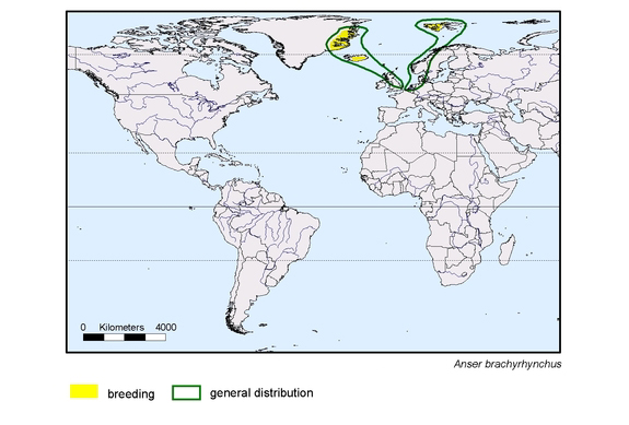 Verbreitungskarte von Anser brachyrhynchus