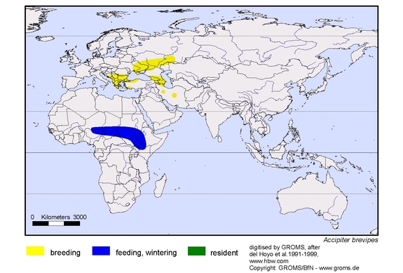 Verbreitungskarte von Accipiter brevipes