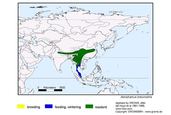 Verbreitungskarte von Aerodramus brevirostris