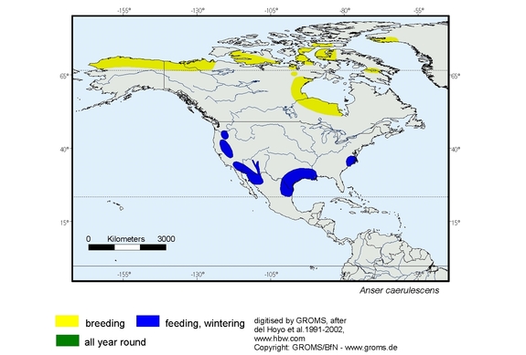 Verbreitungskarte von Anser caerulescens