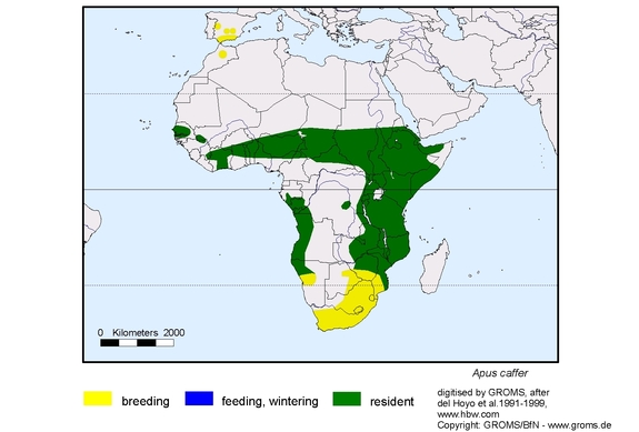Verbreitungskarte von Apus caffer