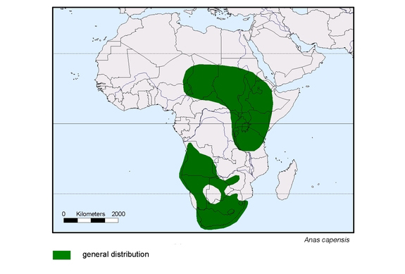 Verbreitungskarte von Anas capensis