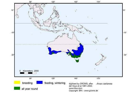 Verbreitungskarte von Anas castanea