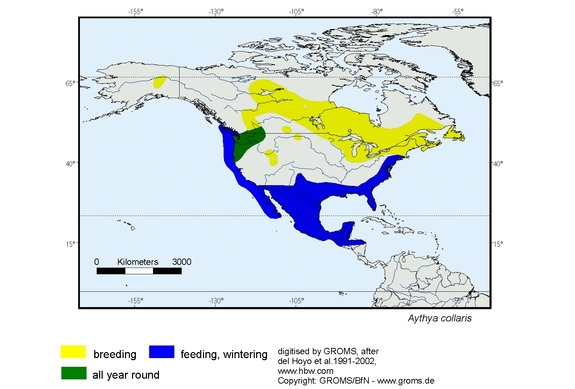Verbreitungskarte von Aythya collaris