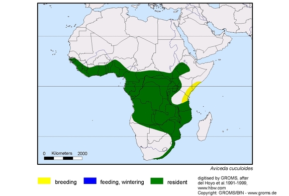 Verbreitungskarte von Aviceda cuculoides